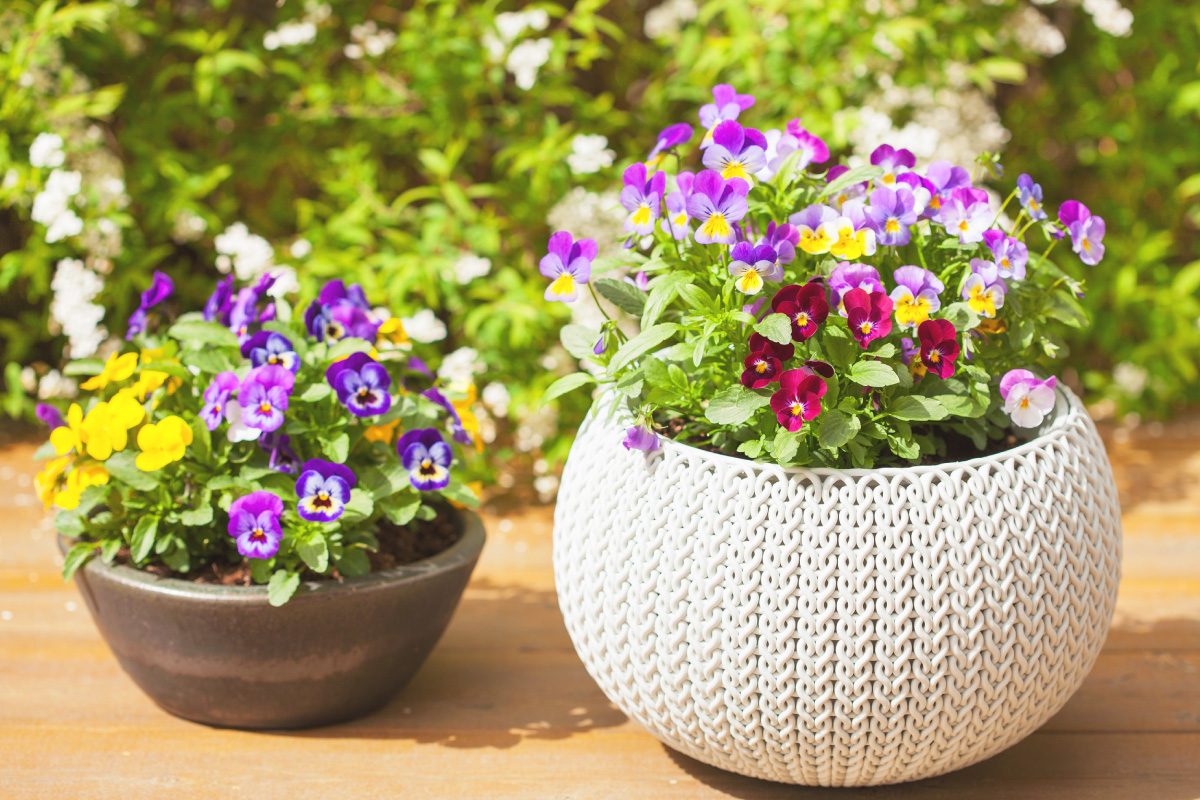 ホームガーデニングでおうちを彩ろう ユニーラボ アピタ ピアゴの暮らし応援サイト